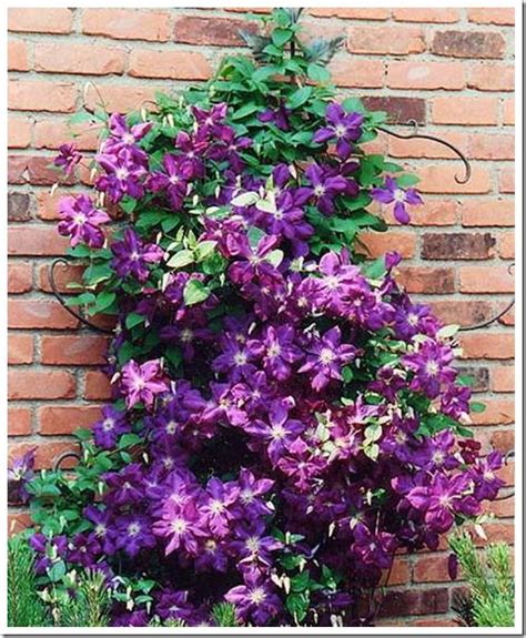 The climbing plants with flowers alone is beautiful, but the vine on the trellis becomes a weed. Best 25+ Vines ideas on Pinterest | Wisteria tree ...