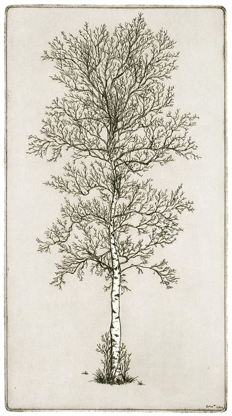Birch Trees Drawing