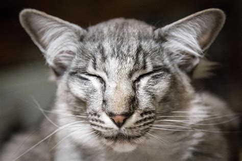 Wallpaper Monochrome Grey Furry Whiskers Oriental Pet Feline
