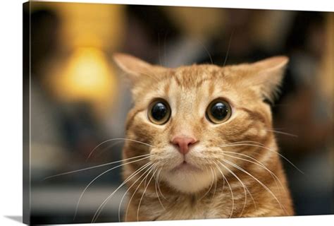 Flash Photo Of Orange Cat Looking Surprised With Large Eyes Ears Back