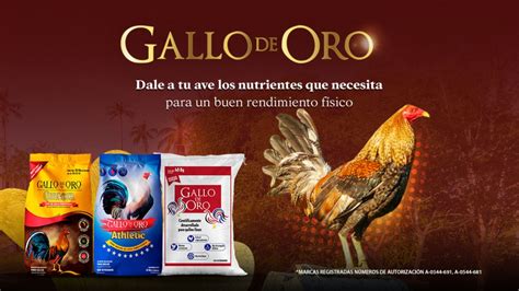 Gallo De Oro Gallodeoromexico Profile Pinterest