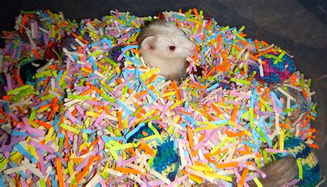 Colorful Ferret Dig Box Made Out Of Shredded Paper Ferret Toys Cute