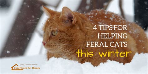 4 Tips For Helping Feral Cats This Winter Undercover Pet Houses
