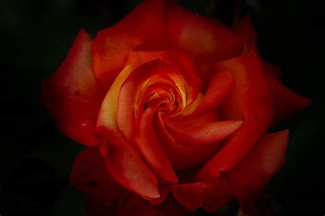 Dark Orange Roses Stock Photos Pictures And Royalty Free Images Istock