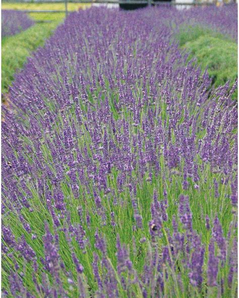 How To Grow And Care For Lavender Plants Lavender Grow Guide