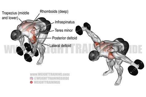 Reverse Dumbbell Fly Exercise Guide And Video Weight Training Guide Traps Workout Workout