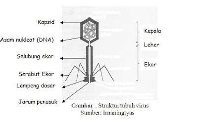 Struktur Virus Dan Bagian Bagiannya