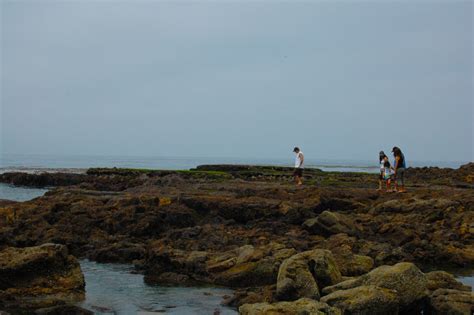 Exploring Tide Pools In San Pedro Peach Impediment Flickr