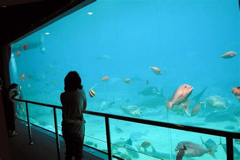 Sea World Gold Coast Australia Advanced Aquarium Technologies