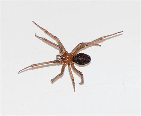 Common Southern California Spider Found In House Steatoda Bugguidenet