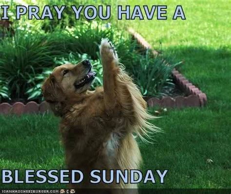 Blessed Sunday Dog Praying Dog Pictures Dogs