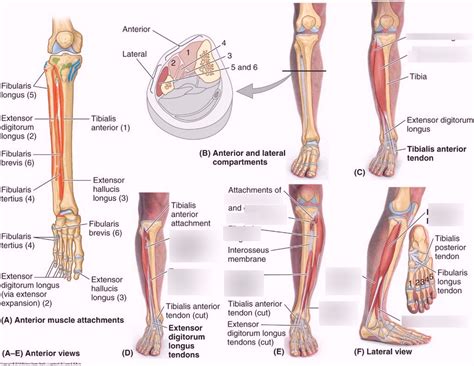 This chart is beautifully illustrated and. Leg Muscles Diagram Anterior - 2 Muscles Of The Thigh ...