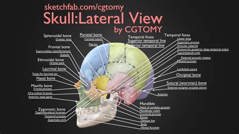 Skull Lateral View Buy Royalty Free 3d Model By Cgtomy A544092