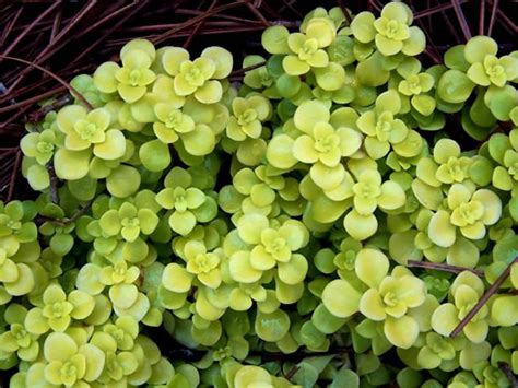 Sedum Makinoi Ogon Golden Japanese Stonecrop World Of Succulents