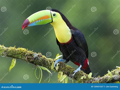 A Keel Billed Toucan Perched On A Mossy Branch In Costa Rica Stock