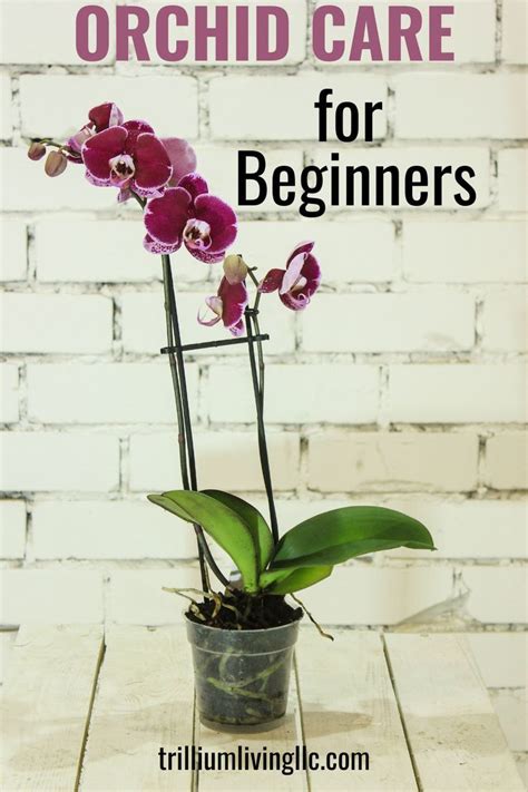 Orchid Care Tips Confidently Add These To Your Homes Decor Trillium