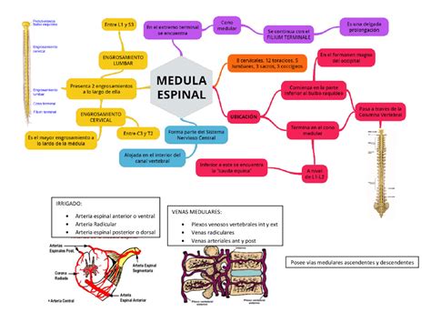 Esquema Medula Espinal ¡fotos And Guía 2021