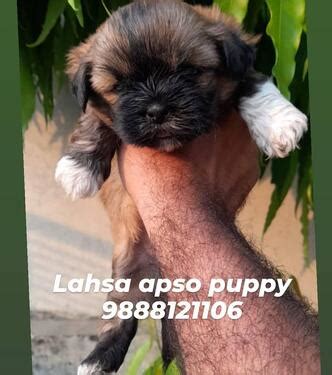 Jamil pitbull home offer blue nose, red nose pitbull puppies for sale that are properly upskilled and taken proper care that makes them strong jamil pitbull home sells the best pitbull puppies near me. Culture Pom Puppy Buy In Near Me Pet Shop In Jalandhar ...