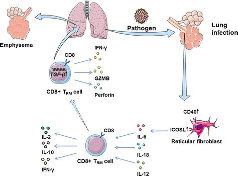 Frontiers The Roles Of Tissue Resident Memory T Cells In Lung Diseases