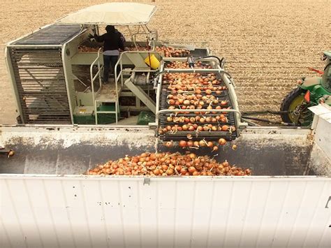 Video Of The Week Fall Storage Onion Harvest Onion Business