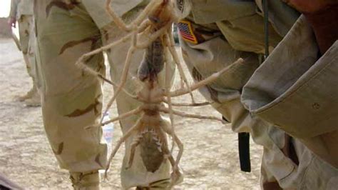 7 Incredible Camel Spider Facts That Will Probably Creep You Out
