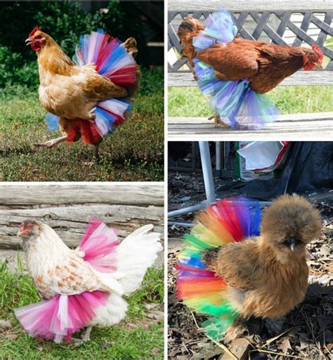 Pin On Homesteading Feathered Friends