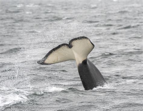 Orcas Inside Passage Alaska Photos By Ron Niebrugge