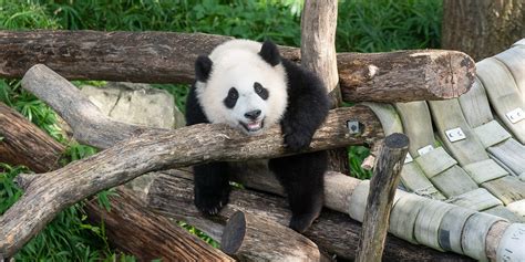 Celebrating 50 Panda-mazing Years | Smithsonian's National Zoo