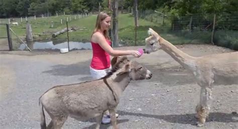Greedy Donkey Sees Off Llama Video