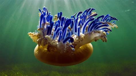 Bing 2017 Year Animals Jellyfish Wallpapers Hd