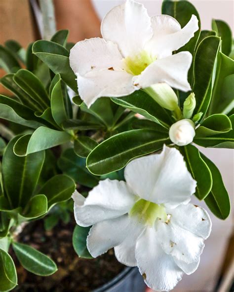 Adenium Obesum ‘white Desert Rose Plantvine