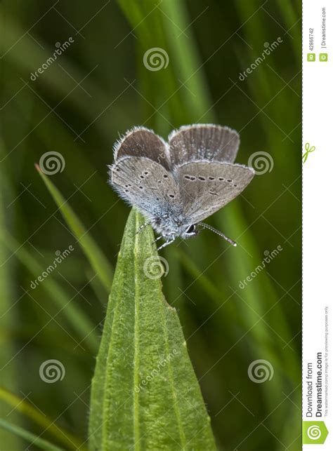 Small Blue Butterfly Cupido Minimus Stock Photo Image