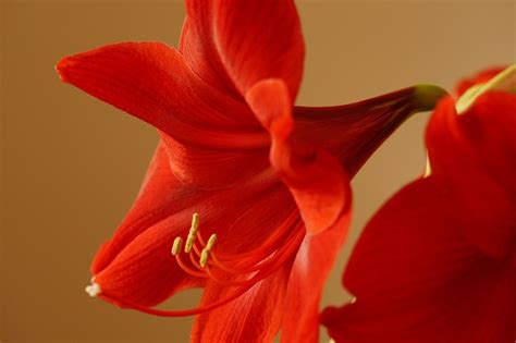 Amaryllis Plant Flower · Free Photo On Pixabay