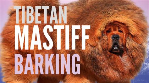 Tibetan Mastiff Barking Sound Scary Tibetan Mastiff Bark 3 Minutes