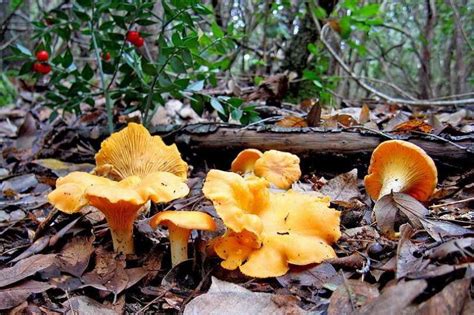 Такие разные грибы лисички, фото и описание, ложные лисички