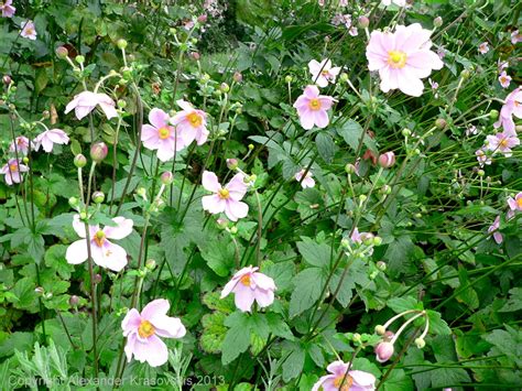 Tall bushes for landscaping, constant ornamental qualities a thing of small trees and rebuild energy like other types of bushes for front of house, hydrangeas are of moderate size, peaking up to only six. Aggregata Plants & Gardens: Group planting of tall ...