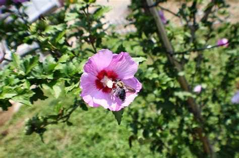 Black Unigryphons Modest Photos New Jersey Flower Garden