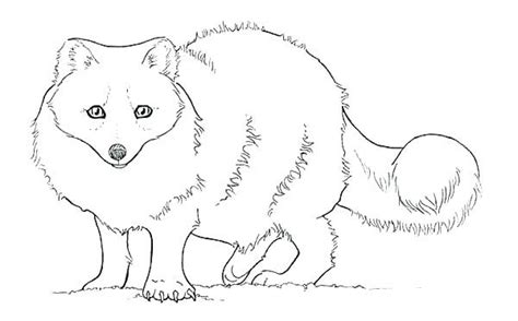 Arctic Fox Printable Coloring Page
