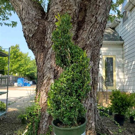 Buxus Green Mountain Spiral Shaped Boxwood Sugar Creek Gardens