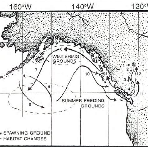 Assumed Migration Routes Of Fraser River Sockeye Salmon Postsmolts