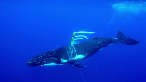 Humpback whales undergo one of the longest migrations of all mammals. Tangled Mother Humpback Whale Needs Help - YouTube