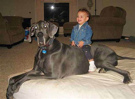 Giant George The Tallest Dog In The World Twistedsifter