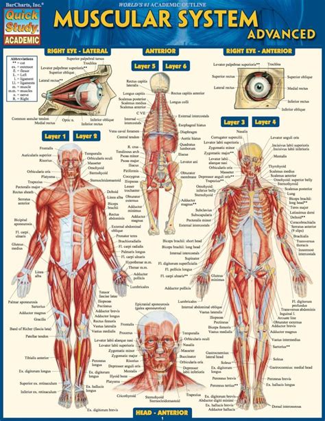 Muscular System Advanced Study Guide Ebook Rental Muscular System