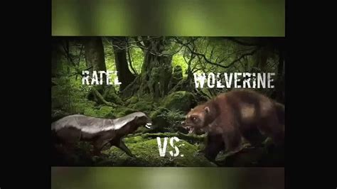 Ratel Honey Badger Vs Wolverine Youtube