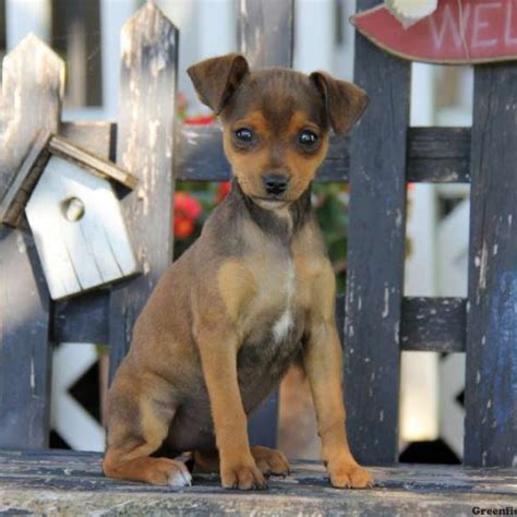 Miniature Pinscher Mix Puppies For Sale Greenfield Puppies