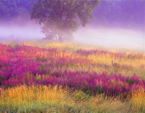 Purple Field Meadow Photo Landscape