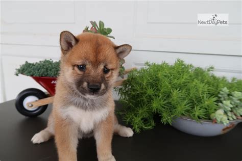 Discover new cryptocurrencies to add to your portfolio. Caleb: Shiba Inu puppy for sale near Chicago, Illinois ...