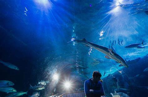 Ifonly Private Feed The Sharks Tour At San Franciscos Aquarium Of