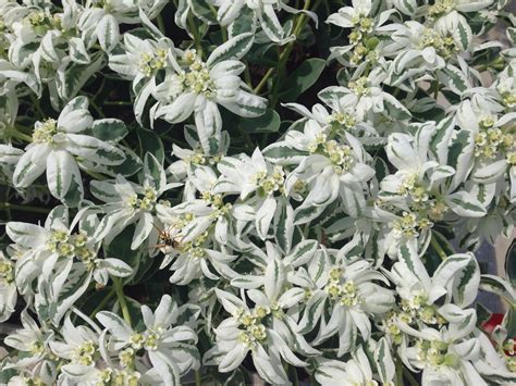 Identification Of Shrub With Variegated Leaves And White Flowers