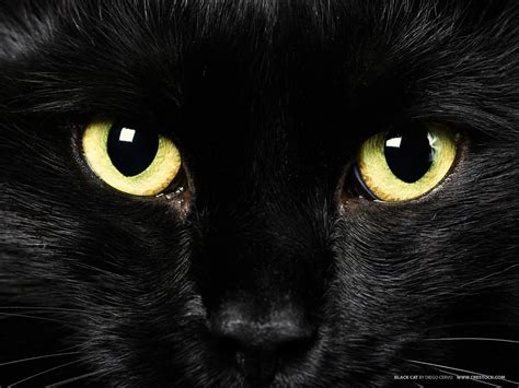 Wallpapers Black Cat Wallpaper Cave